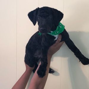 Meet your Posher, Grace